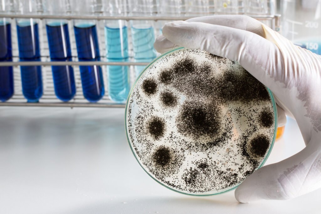 Mold testing in Los Angeles, CA